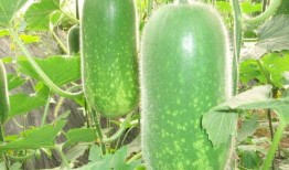 热门大瓜 9-1-1爆料网,娱乐圈惊天大瓜事件全解析